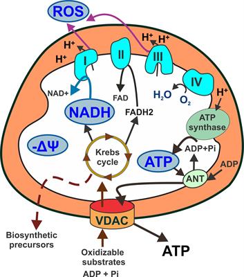 Fluorescence microscopy imaging of mitochondrial metabolism in cancer cells